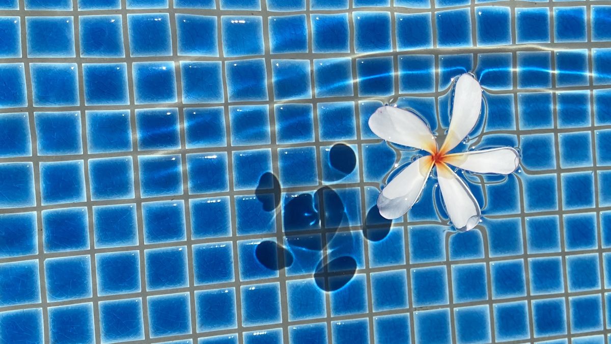 White frangipani floating on blue pool tiles